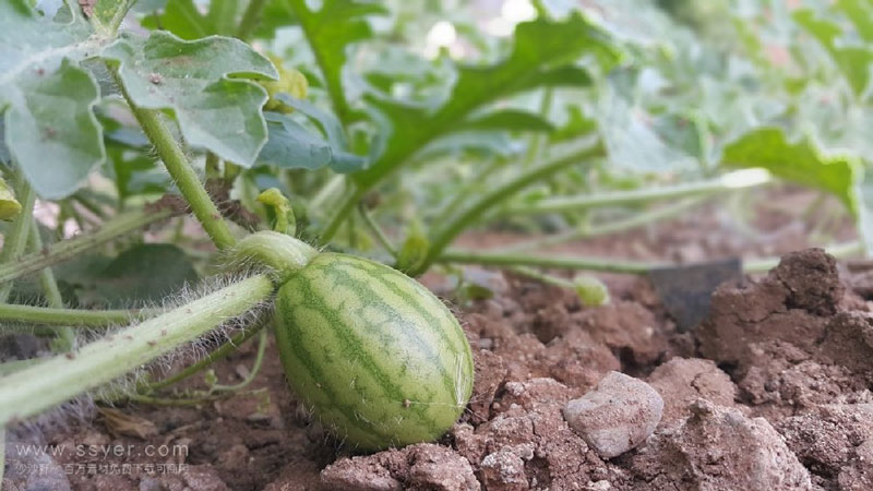 在西瓜大棚中安裝農業氣象站…… 在西瓜大棚中安裝農業氣象站……